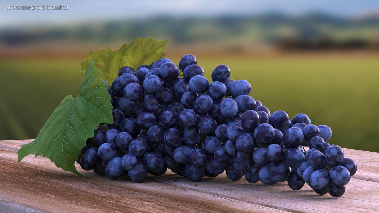 Sultana Blue Grape Cluster Lying 3D