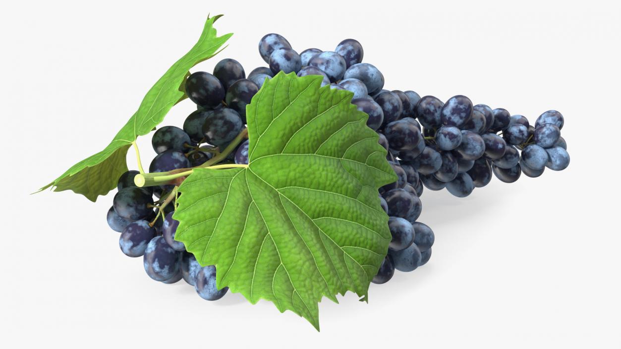 Sultana Blue Grape Cluster Lying 3D