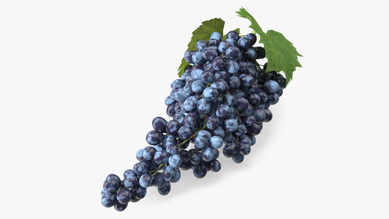 Sultana Blue Grape Cluster Lying 3D