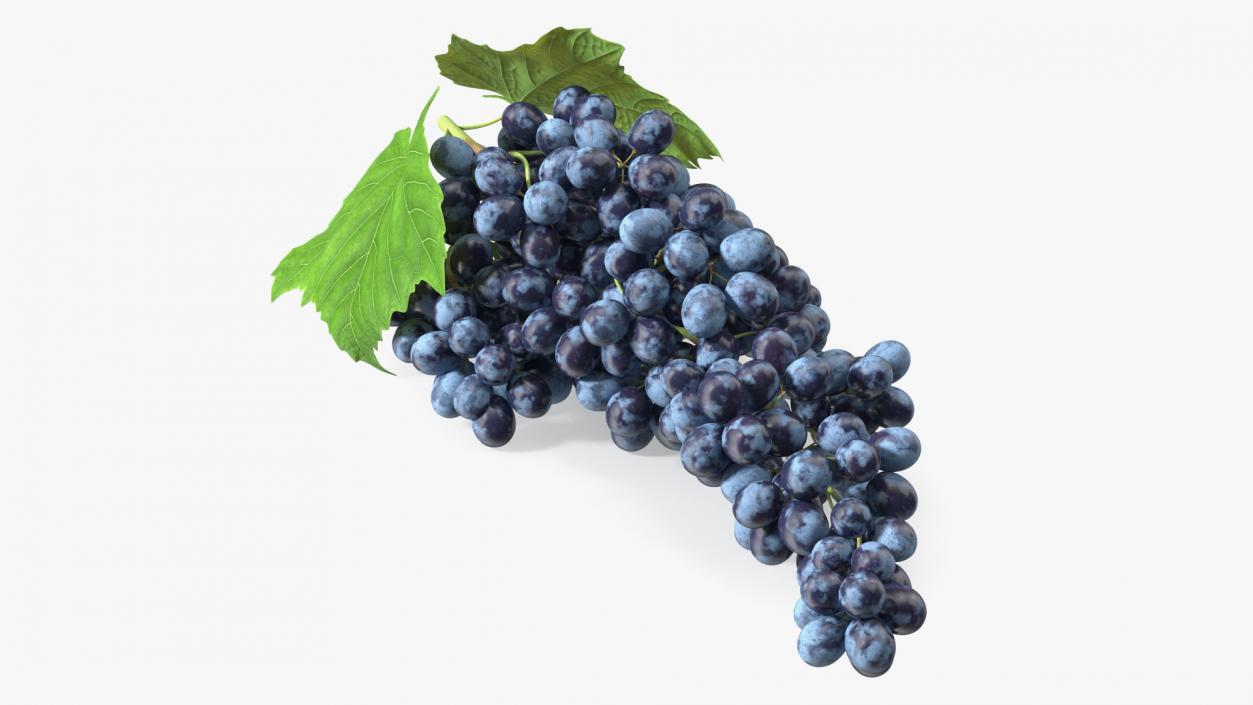 Sultana Blue Grape Cluster Lying 3D