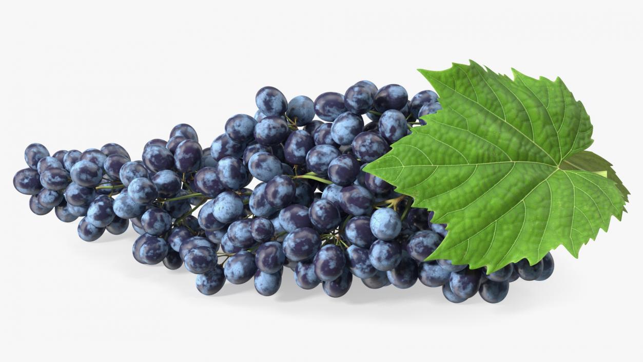 Sultana Blue Grape Cluster Lying 3D