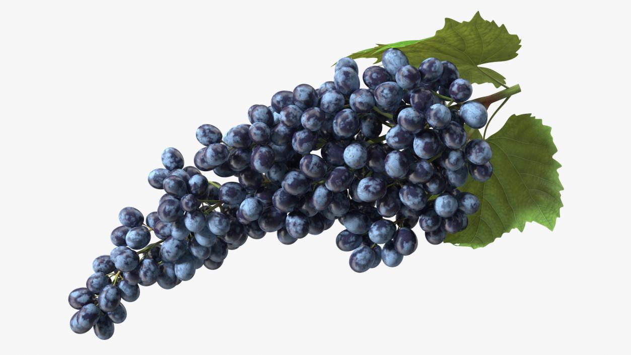 Sultana Blue Grape Cluster Lying 3D