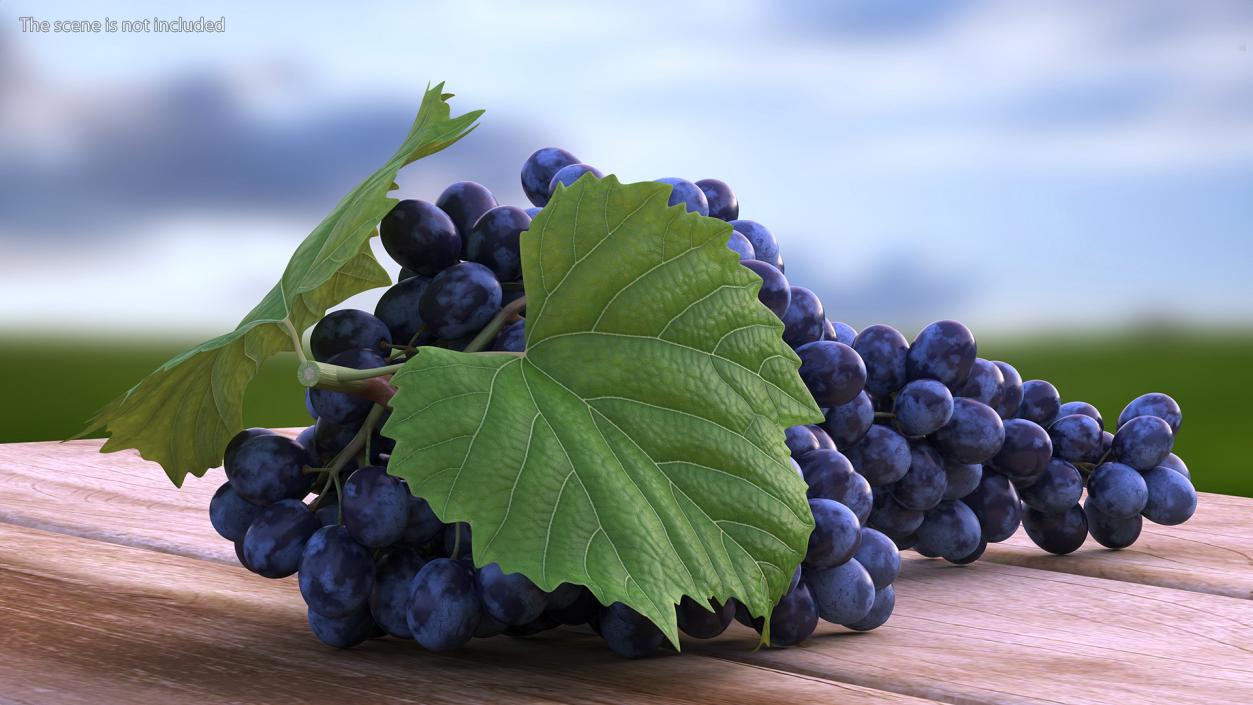 Sultana Blue Grape Cluster Lying 3D