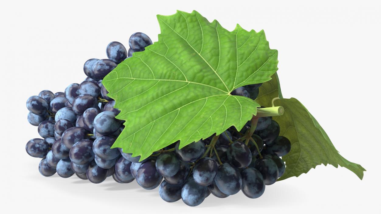 Sultana Blue Grape Cluster Lying 3D