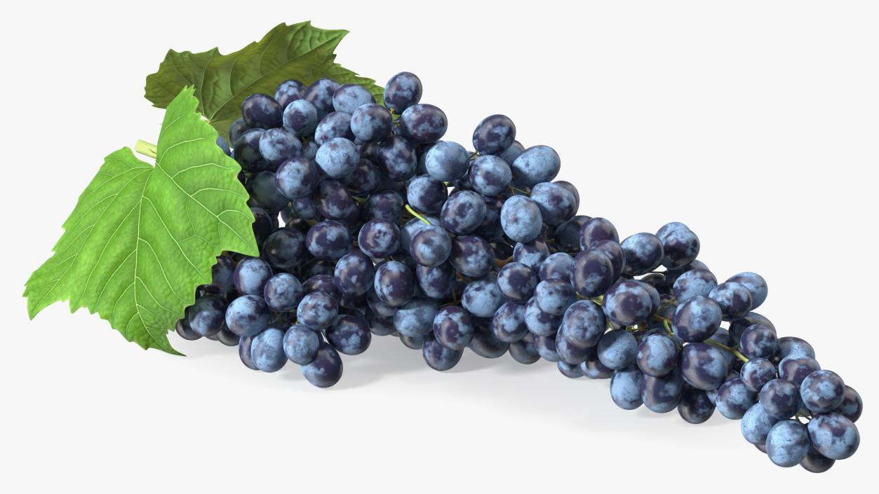 Sultana Blue Grape Cluster Lying 3D