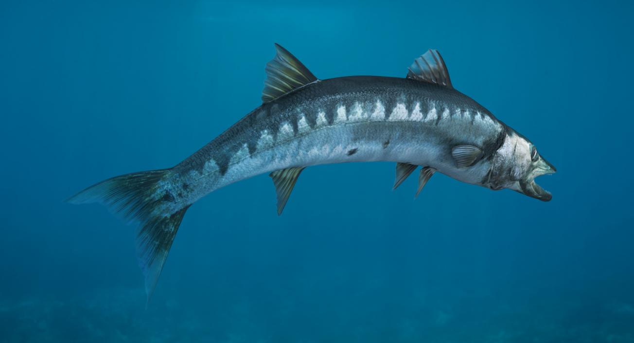 3D Barracuda Fish Pose 2