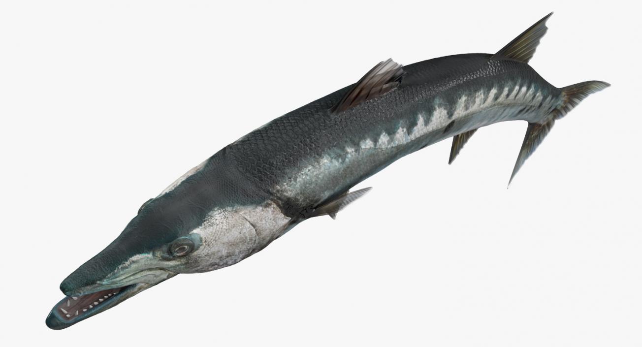 3D Barracuda Fish Pose 2