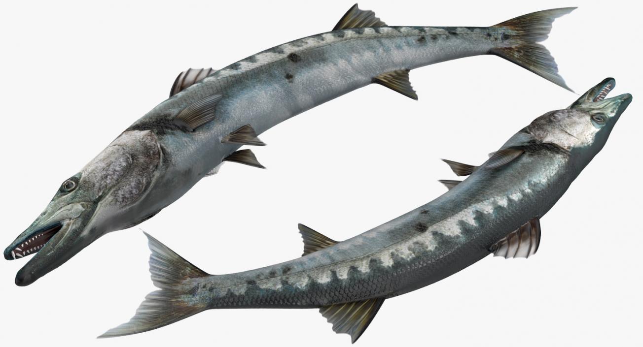 3D Barracuda Fish Pose 2