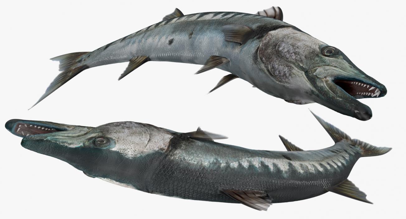 3D Barracuda Fish Pose 2