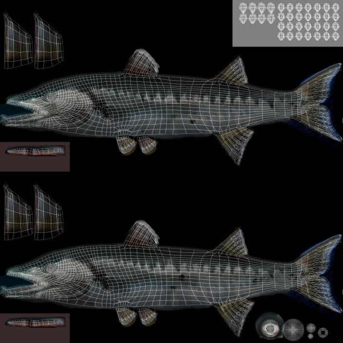 3D Barracuda Fish Pose 2