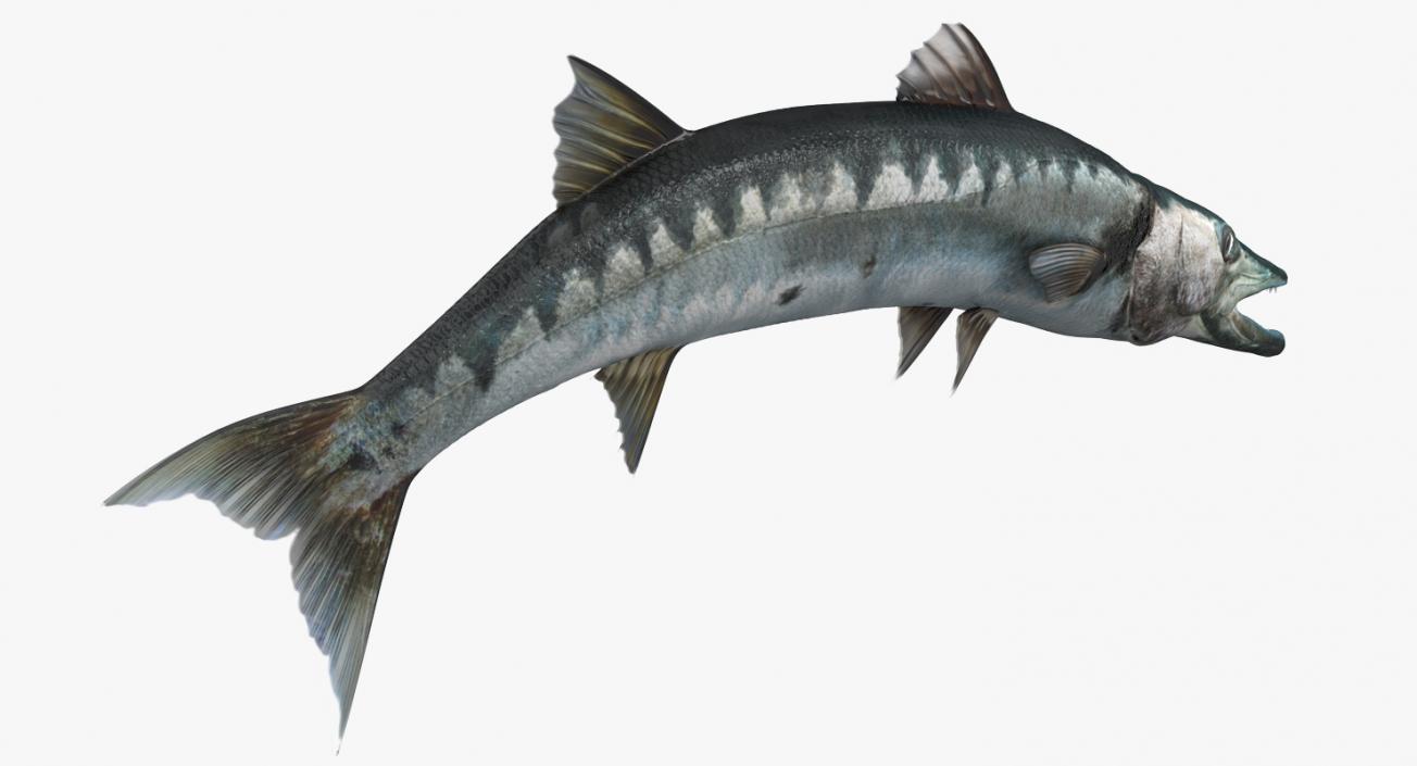 3D Barracuda Fish Pose 2