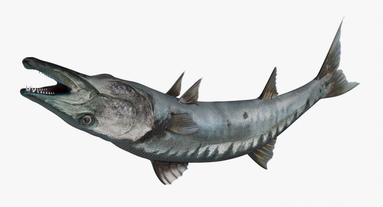 3D Barracuda Fish Pose 2