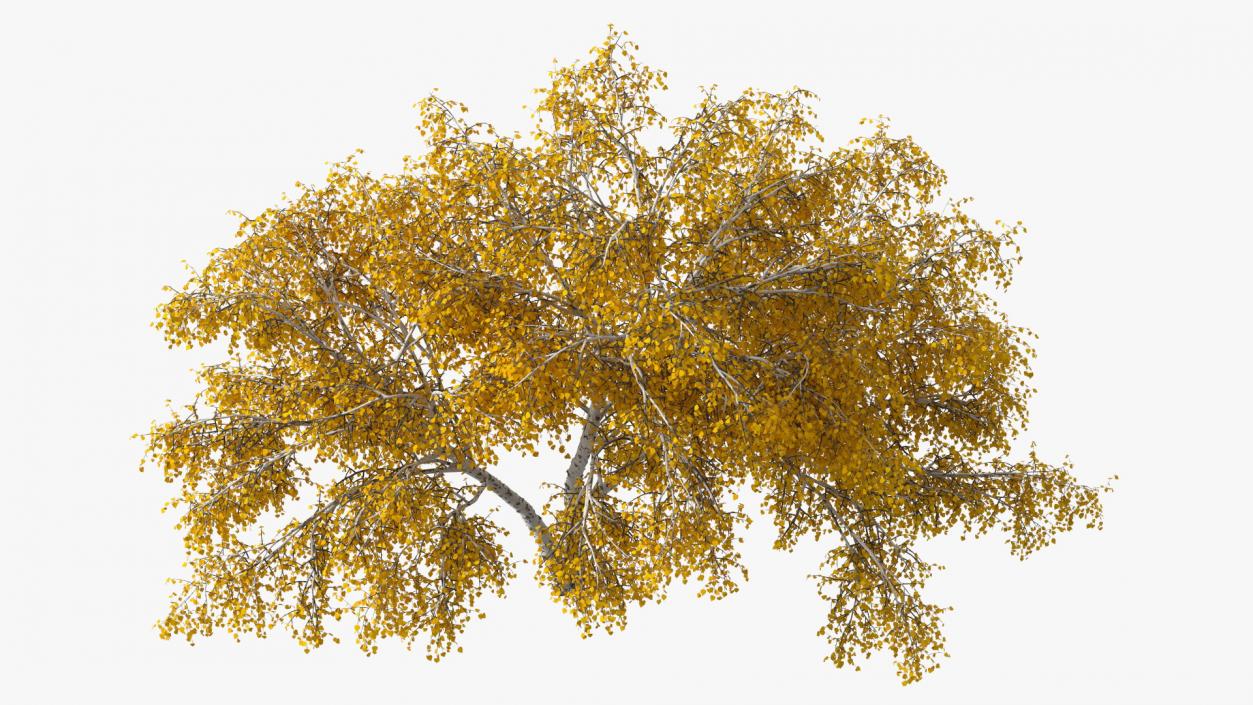 Silver Birch Yellow Tree 3D model