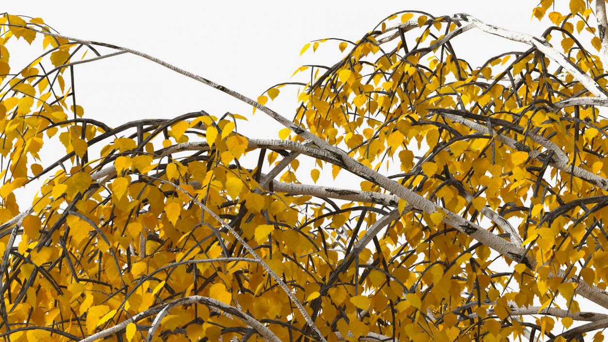 Silver Birch Yellow Tree 3D model