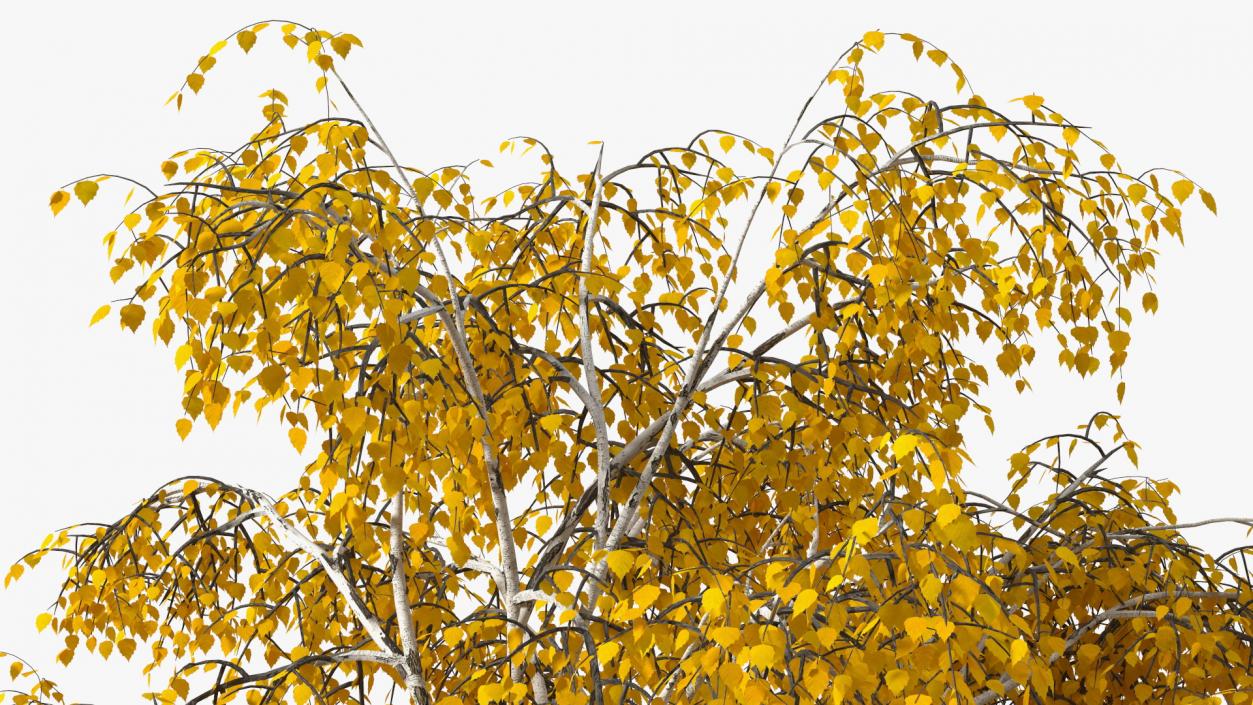 Silver Birch Yellow Tree 3D model