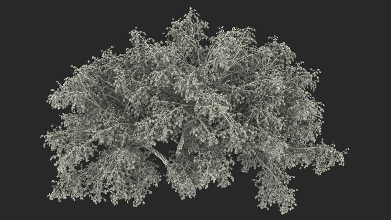 Silver Birch Yellow Tree 3D model