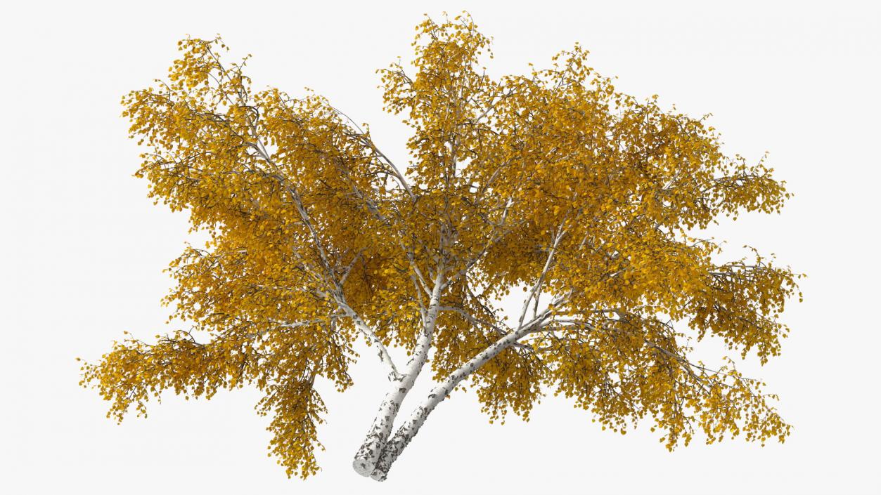 Silver Birch Yellow Tree 3D model