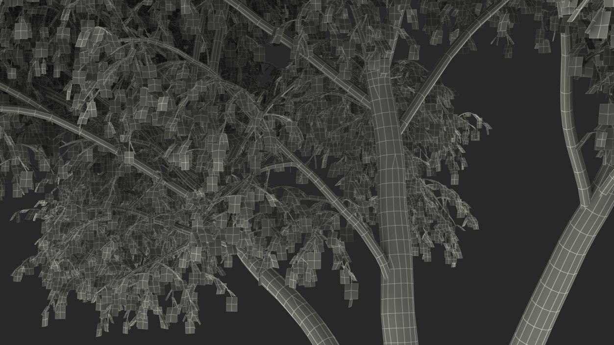 Silver Birch Yellow Tree 3D model