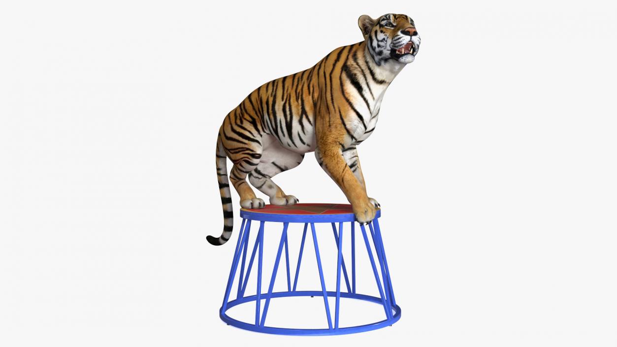 3D Tiger on a Circus Stand model