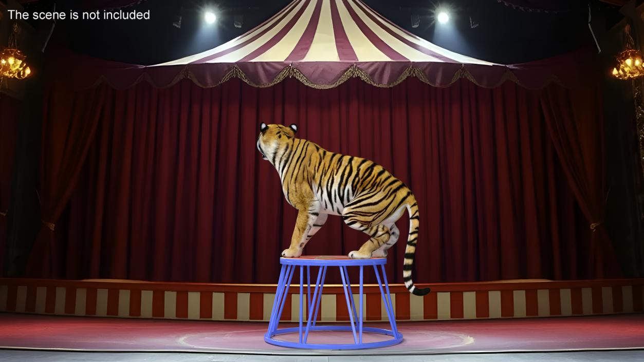 3D Tiger on a Circus Stand model