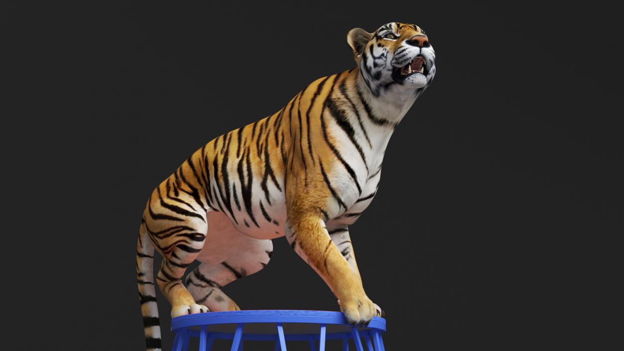 3D Tiger on a Circus Stand model