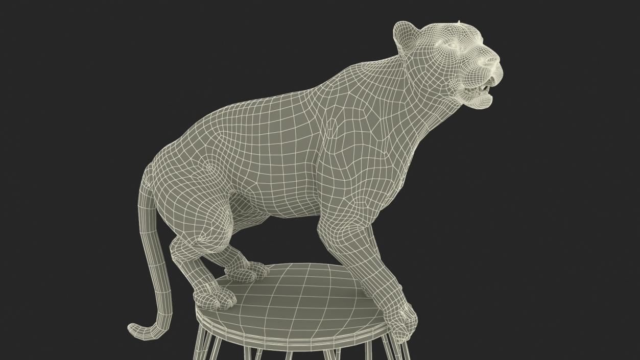 3D Tiger on a Circus Stand model