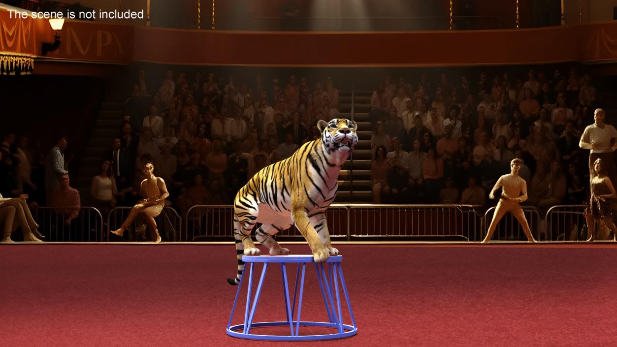 3D Tiger on a Circus Stand model