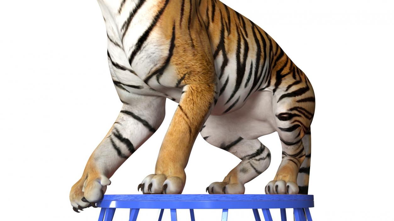 3D Tiger on a Circus Stand model