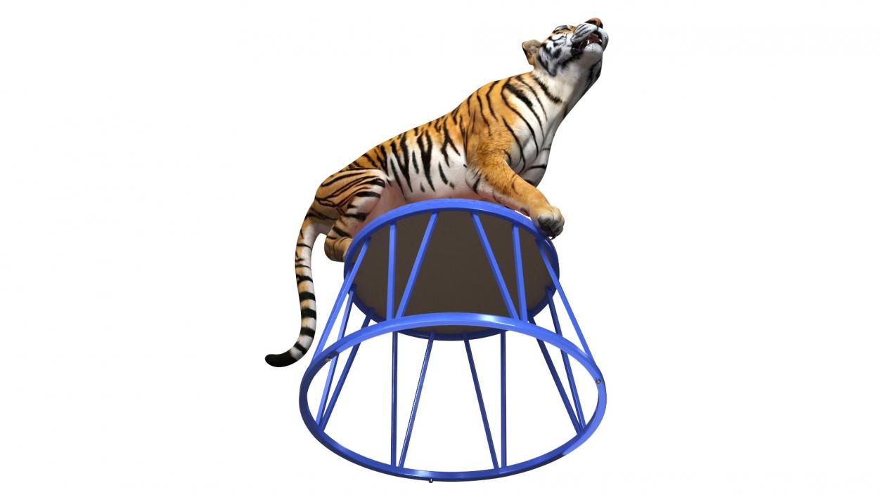 3D Tiger on a Circus Stand model