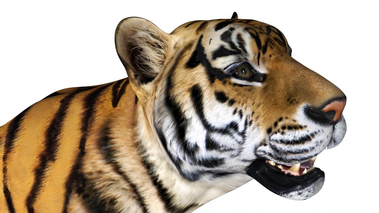 3D Tiger on a Circus Stand model