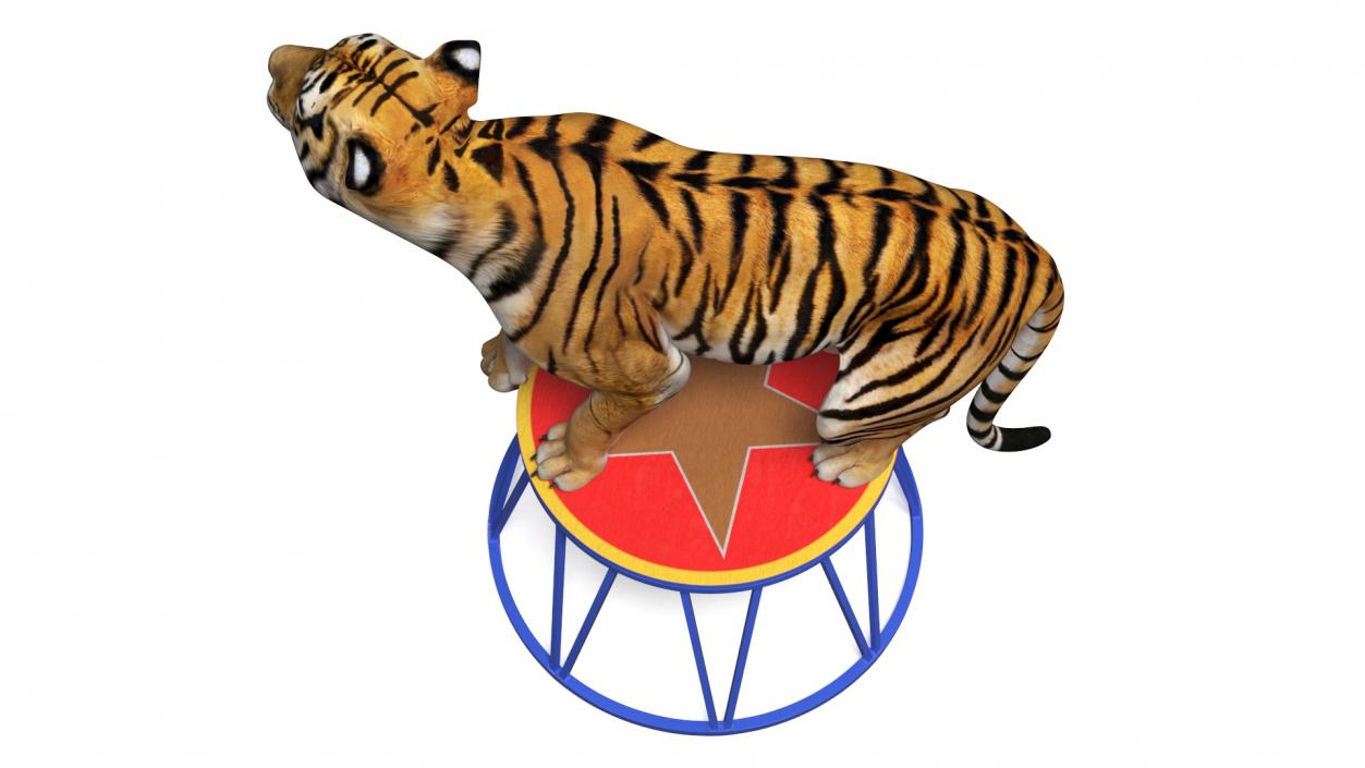 3D Tiger on a Circus Stand model