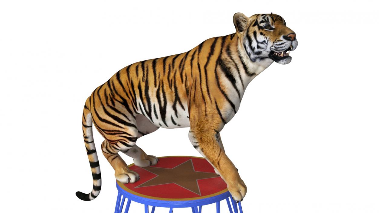 3D Tiger on a Circus Stand model