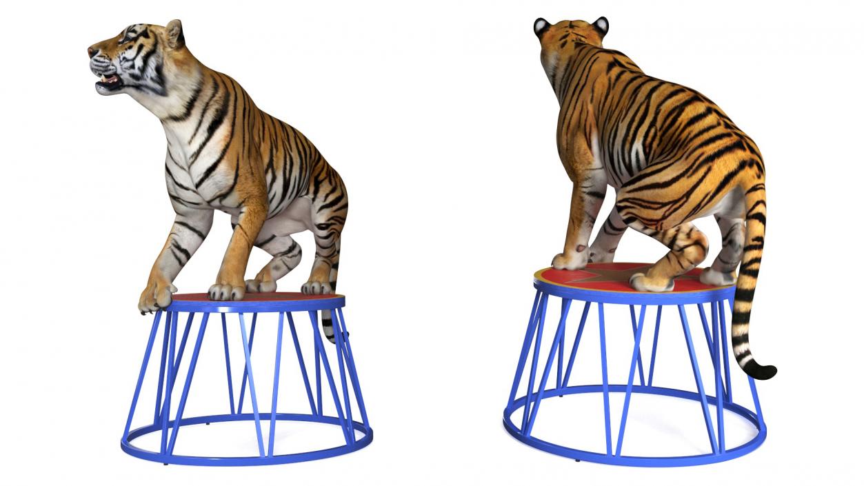 3D Tiger on a Circus Stand model