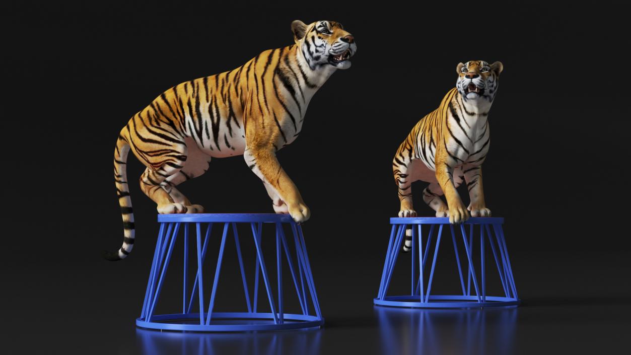 3D Tiger on a Circus Stand model