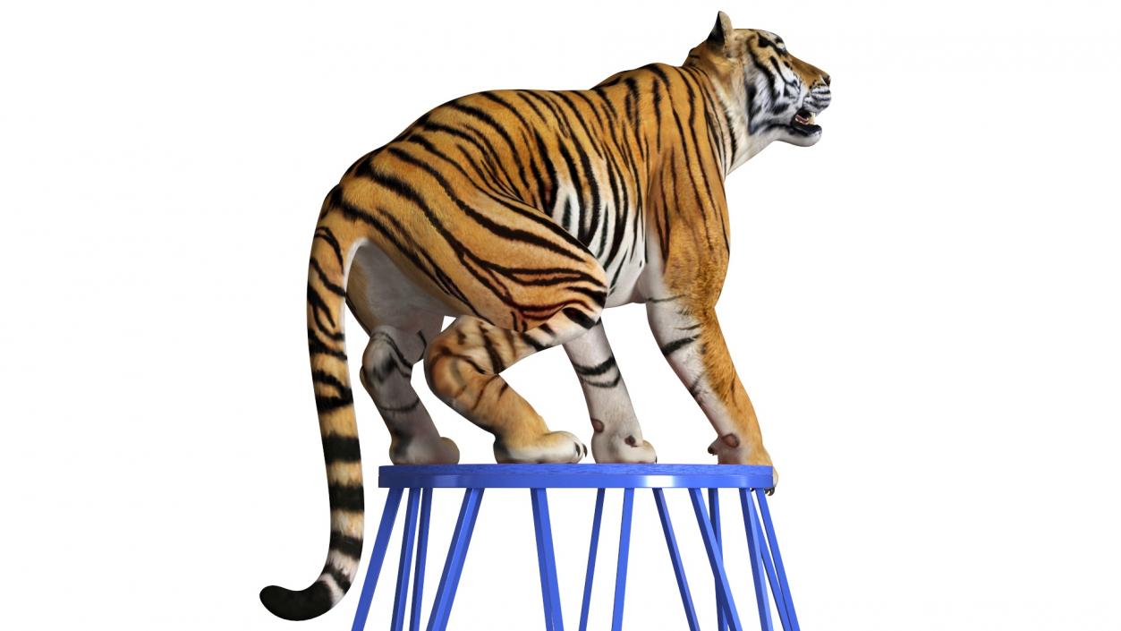 3D Tiger on a Circus Stand model