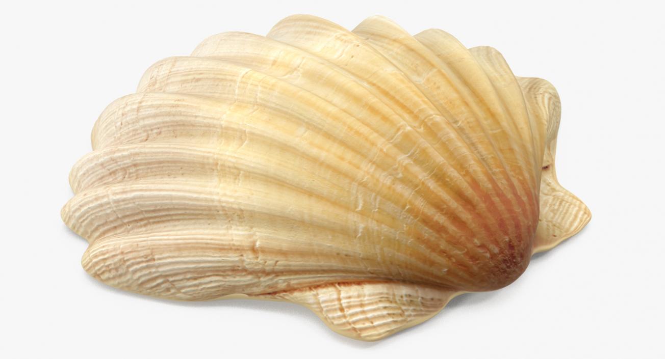 3D Sea Shells Collection 8 model