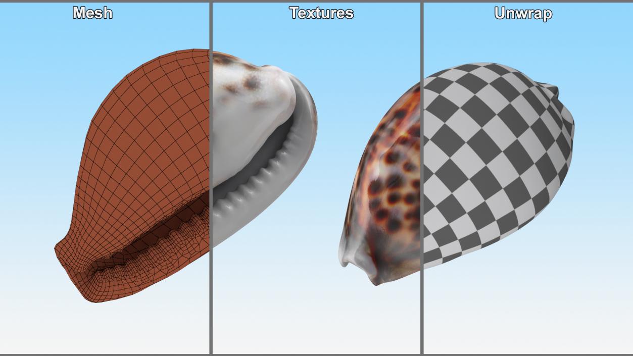 3D Sea Shells Collection 8 model