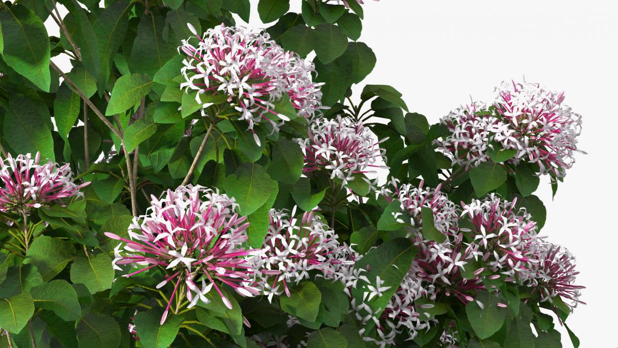 Bronze Leaved Clerodendrum Flowering Plant 3D