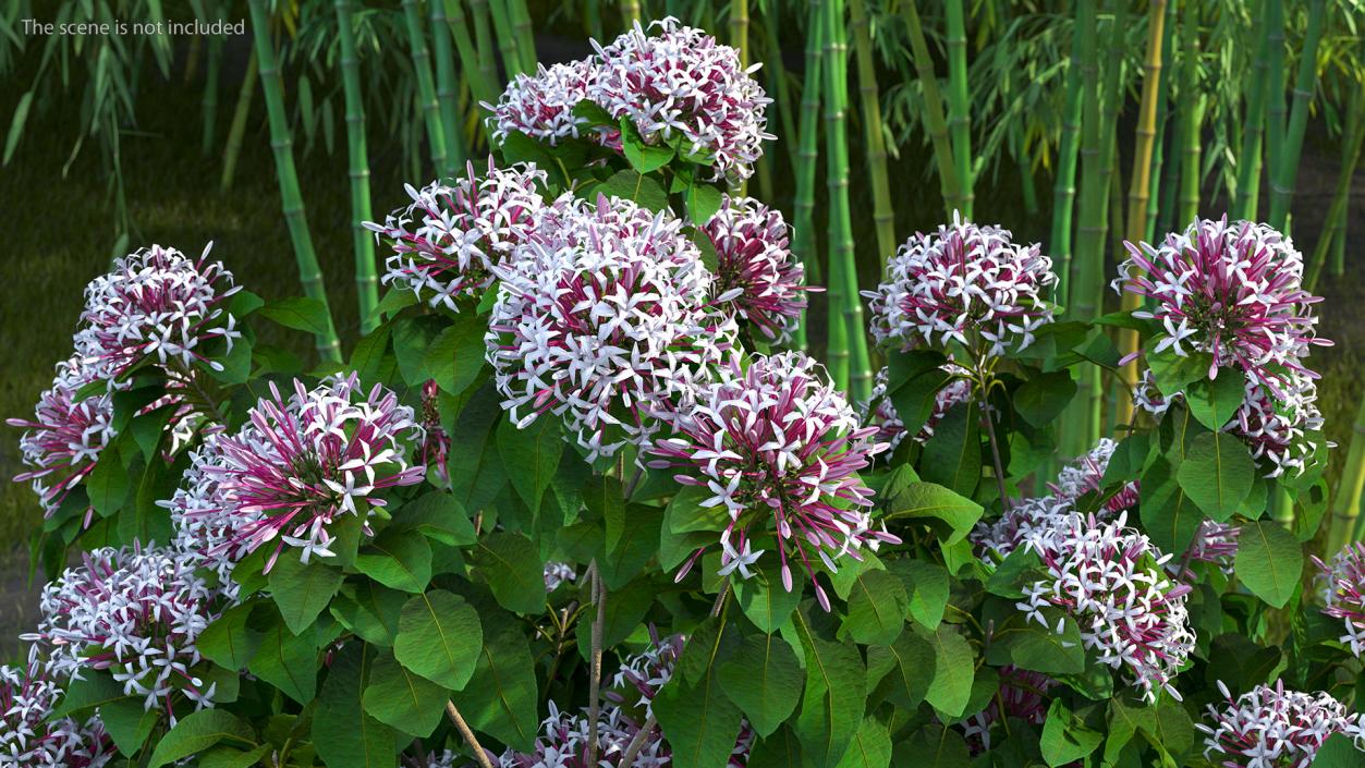 Bronze Leaved Clerodendrum Flowering Plant 3D