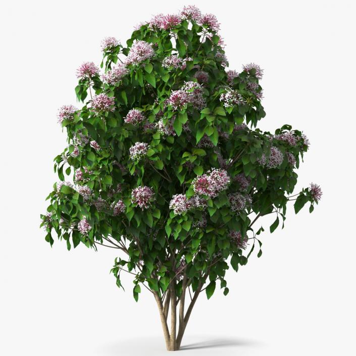 Bronze Leaved Clerodendrum Flowering Plant 3D