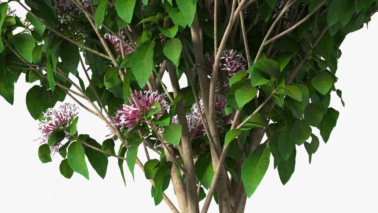 Bronze Leaved Clerodendrum Flowering Plant 3D