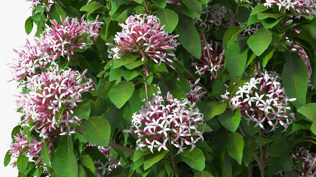 Bronze Leaved Clerodendrum Flowering Plant 3D