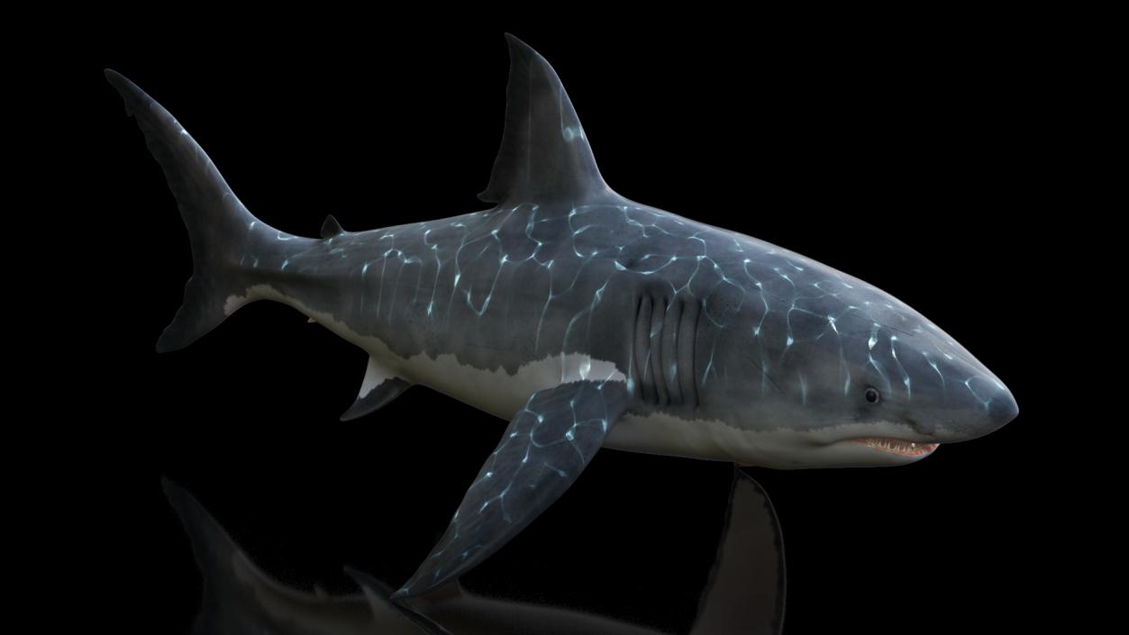 Great White Shark Fish 3D