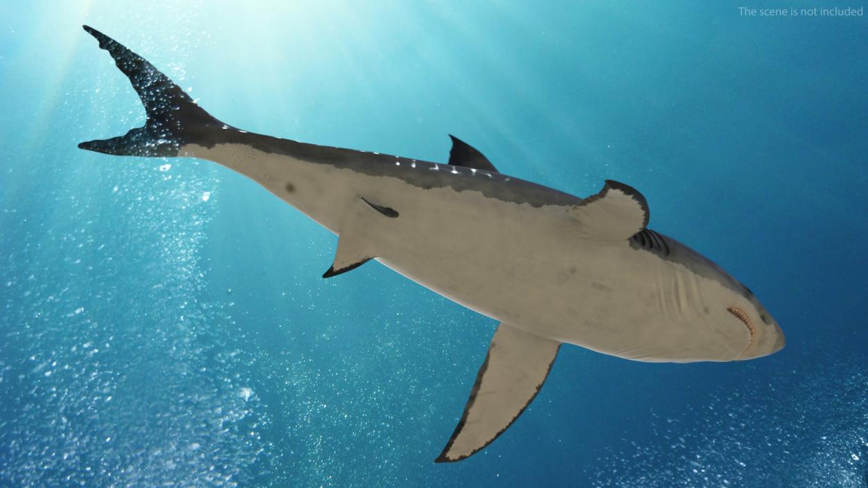 Great White Shark Fish 3D