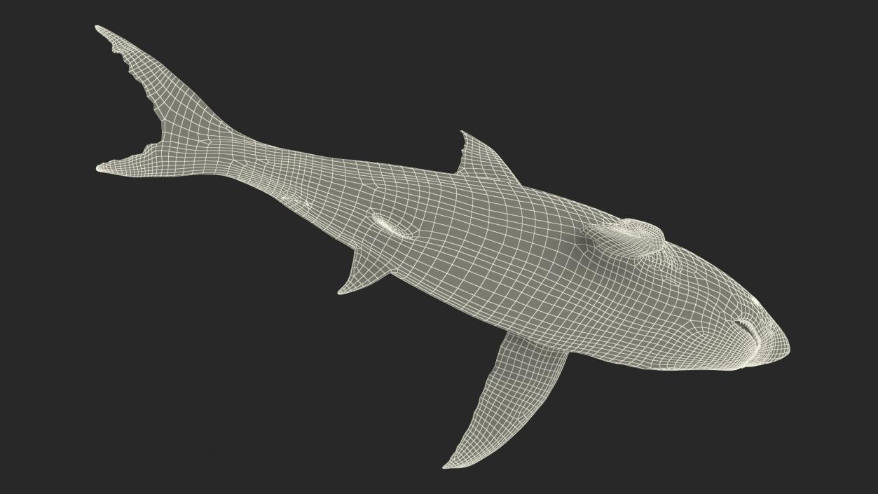 Great White Shark Fish 3D