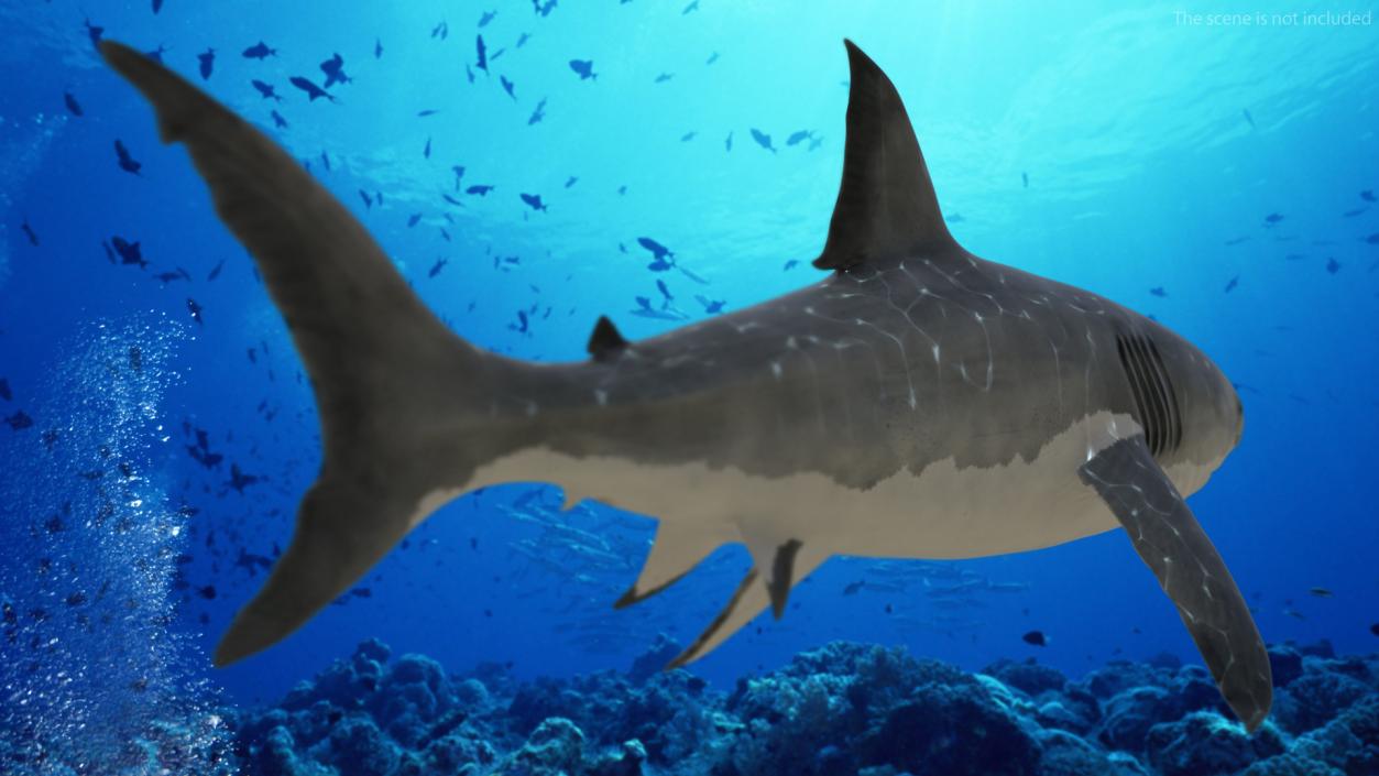 Great White Shark Fish 3D