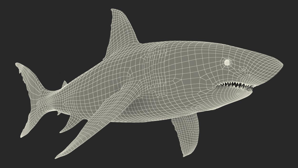 Great White Shark Fish 3D