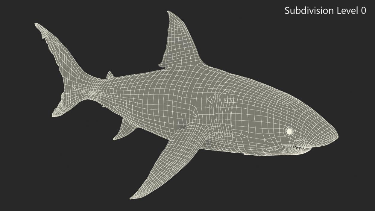 Great White Shark Fish 3D