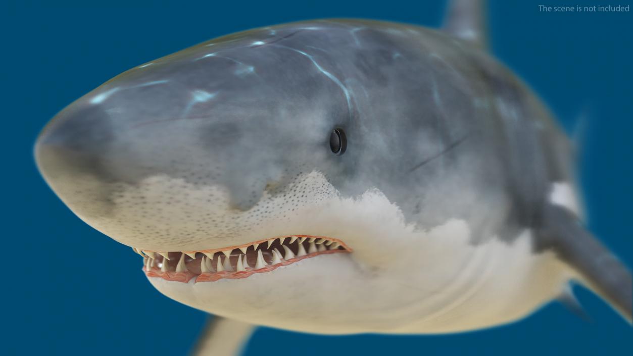 Great White Shark Fish 3D