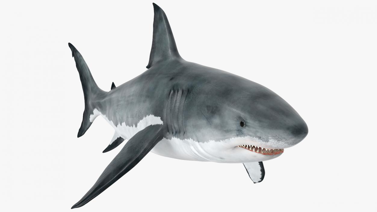 Great White Shark Fish 3D